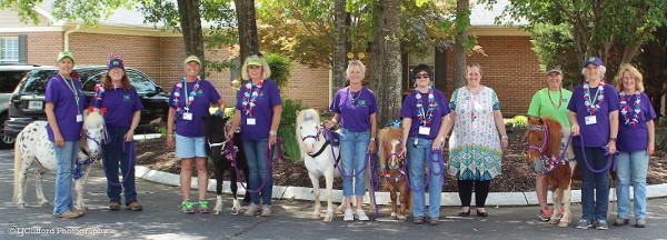 tinytrottershorses